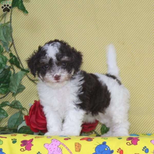 Pinto, Maltipoo Puppy